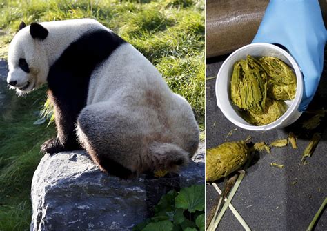 Belgian Scientists Look For Biofuel Clues In Panda Poo News Asiaone