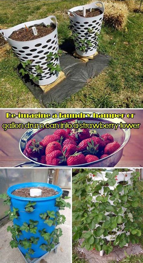 Diy Saving Space Ideas For Growing Strawberries Homedesigninspired