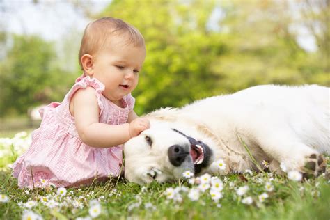 Your child will admire every kind of puppy and will hear funny sound effects! What are the Benefits of Kids and Dogs Growing Up Together? - Pets Grooming Prices