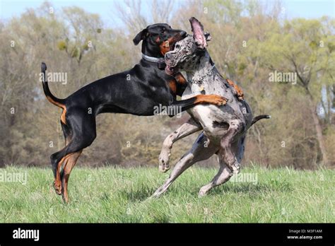 Two Dogs Doberman And Great Dane Playing Fighting Stock Photo Alamy