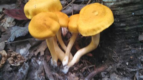 Virginia Mushrooms Mushroom Hunting And Identification Shroomery