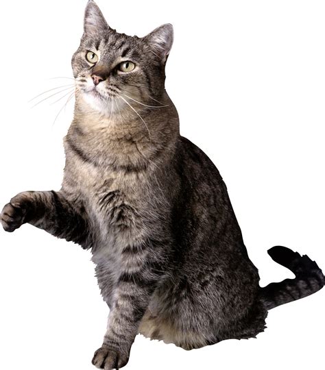 Free transparent png images for everyone. Cat PNG