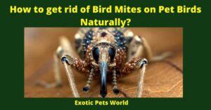 How To Get Rid Of Bird Mites On Pet Birds Naturally Pet Bird Exotic Pets World