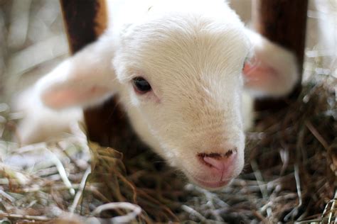 Sheep Lamb Ram Free Photo On Pixabay Pixabay