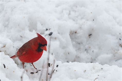 Northern cardinals feed by hopping around on the ground and gleaning food from low shrubbery and. Free Images : snow, winter, white, weather, season ...