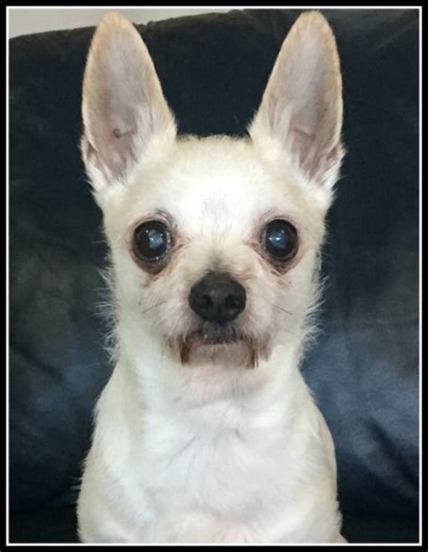 Whether your dog has acute blindness or gradual onset of vision loss there are steps you can take to make sure the adjustment period is as smooth as possible. How to Care for a Blind Dog | PetHelpful