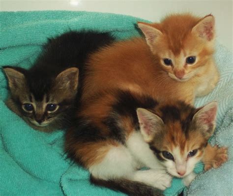 Kitten Care Class For Spring Season