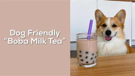 Dog Friendly Boba Milk Tea Recipe Tofu The Corgi Shorts Youtube