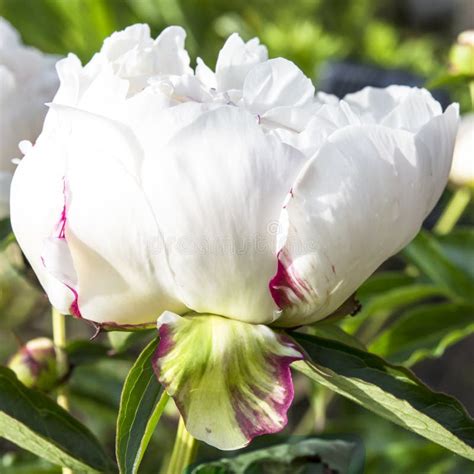 One White Peony Stock Image Image Of Blooming Single 33213403
