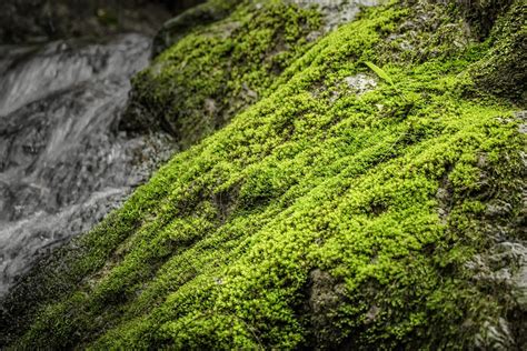 Moss Nature Waterfall · Free Photo On Pixabay