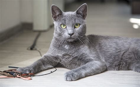 You've got one heck of a fighter as a pet, and whether you want to honor your cat's excellent survival instincts, tough exterior, or plucky attitude, the name has. 100 Great Names For Grey Cats From The Happy Cat Site