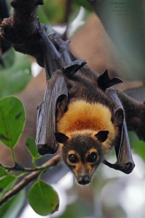 Spectacled Flying Fox Pteropus Conspicillatus Cairns Au Flickr