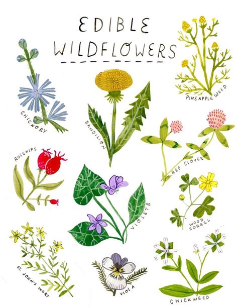 Edible Wildflower Print Edible Flowers Wild Edibles Edible Plants