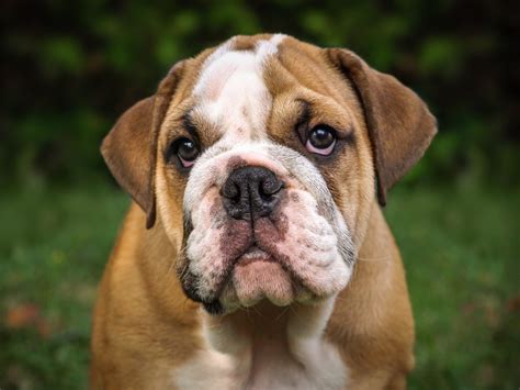 The Miniature Bulldog Guide And Top Facts Animal Corner