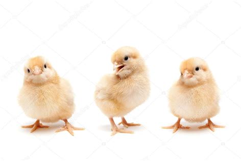 Three Cute Baby Chickens Chicks — Stock Photo © Alptraum