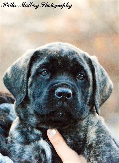 English Mastiff Puppy 8 Weeks Old Brindle Coloured Mastiff Cane