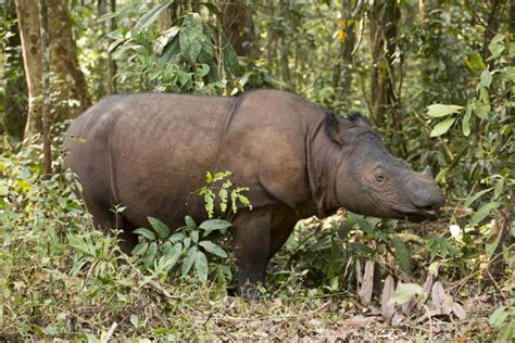 Sumatran Rhinoceros Habitat