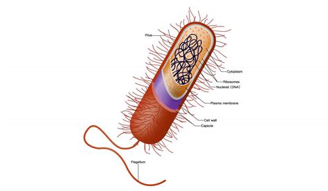 The significant differences between plant and animal cells are also shown and the diagrams are followed by more in depth information. The Cell of a Bacteria | Smithsonian Ocean