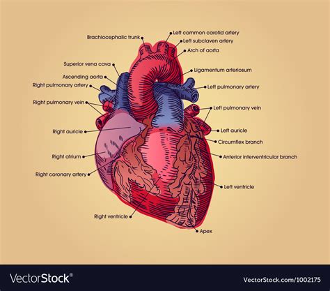 Heart Images Anatomy