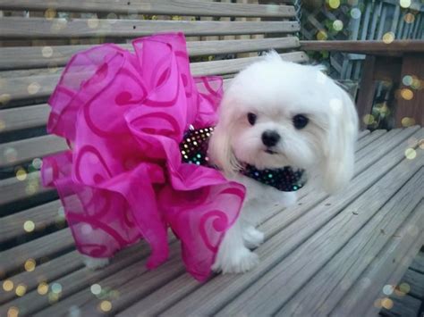 Cute Ruffle Dress Maltese Dogs Cute Puppies Dogs And Puppies