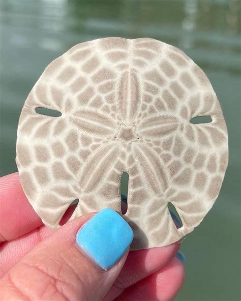 Treasure Seekers Shell Tours⚓ On Instagram “all The Sand Dollar Facts
