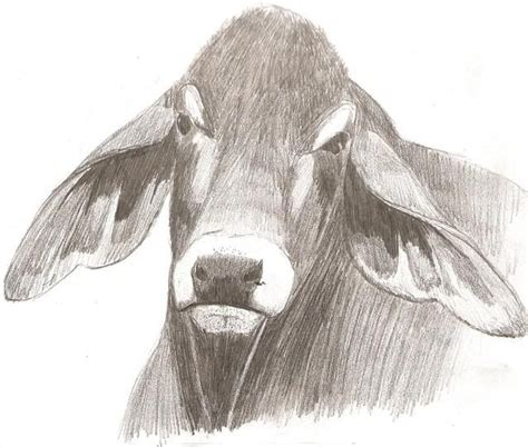 Credits art and designs (c) kittycatnita refs used (traced): Gallery For > Brahman Bull Drawing | Bull, Drawings, Brahman