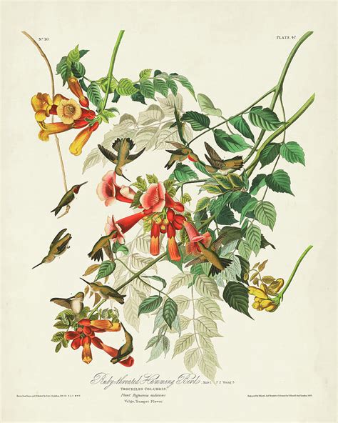 Pl 47 Ruby Throated Hummingbird Painting By John James Audubon Fine