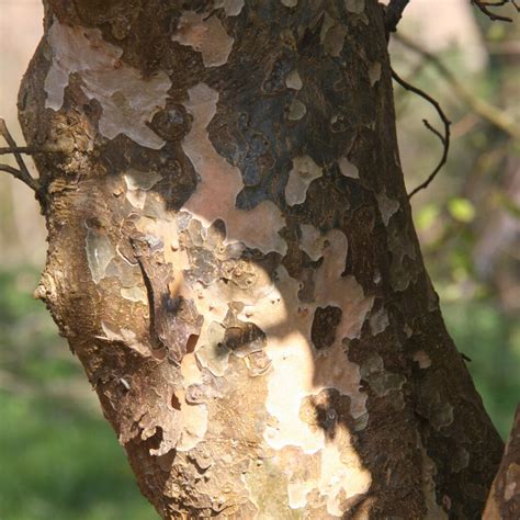 Trees For Ornamental Bark And Stems Frank P Matthews