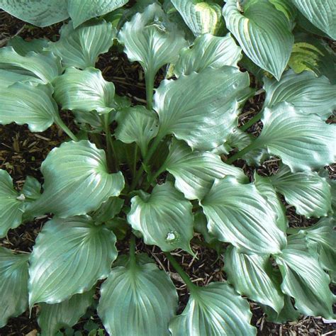 Hosta Candy Dish Buy Plantain Lily At Coolplants