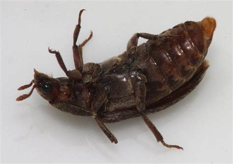 Today, larder beetles may be a pest in stored foods and other items of high protein content. Black Larder Beetle | The Backyard Arthropod Project