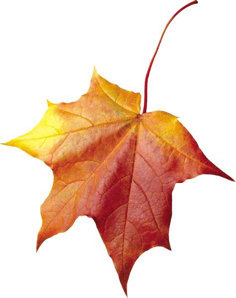 Best Autumn Leaf Color Ideas On Pinterest Pictures Of Leaves