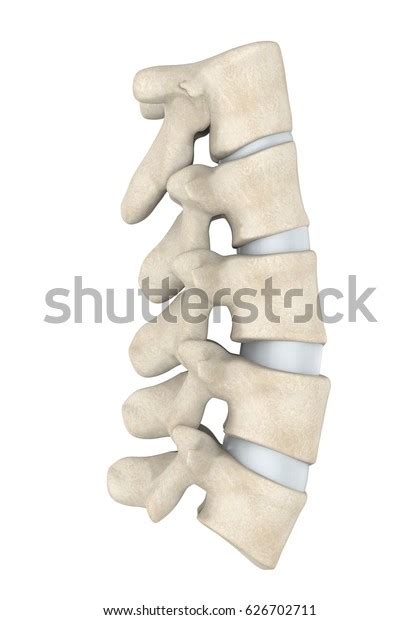 Human Lumbar Spine Anatomy Isolated 3d Stock Illustration 626702711