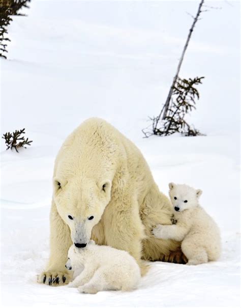 Polar Bear Mother And Cubs By Michelle Valberg D4s6080sm Arctic Kingdom