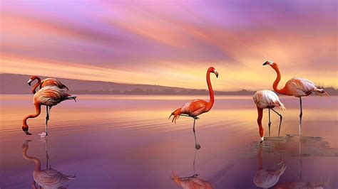 Hd Wallpaper Flamingos Water Bird Purple Sky Birds Sunset