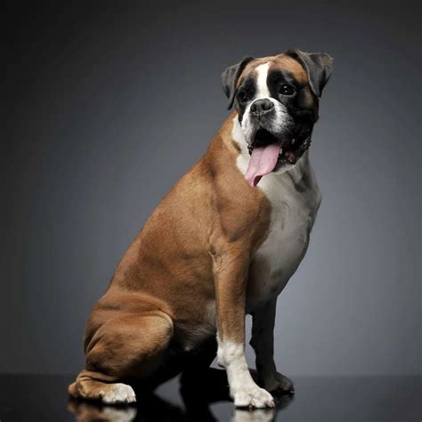 Choosing A Boxer Mix Breed Which Is Best For Your Home Embora Pets
