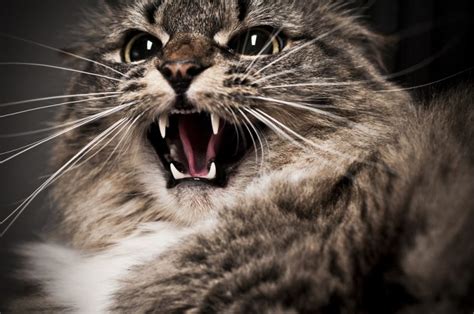 Freaked Out Feline How Your Cats Environment Influences Behavior