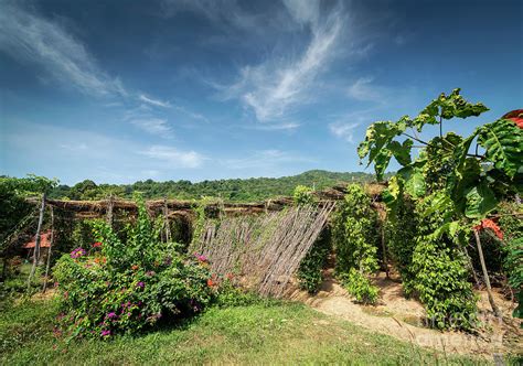 Peppercorn Vines Growing In Organic Pepper Farm In Kampot Cambod