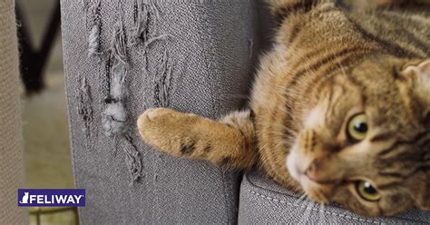 Zum beispiel, wenn sie auf den teppich pinkelt, auf den esstisch springt oder am sofa kratzt. Katze Zerkratzt Sofa - The Cool Designs
