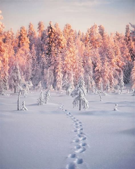 Beautiful Landscapes Beautiful Places Gorgeous Pink Forest Lappland