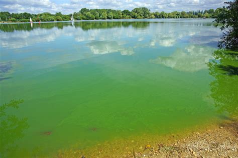Toxic Cyanobacteria Grows In Uk Ponds During Heat Wave