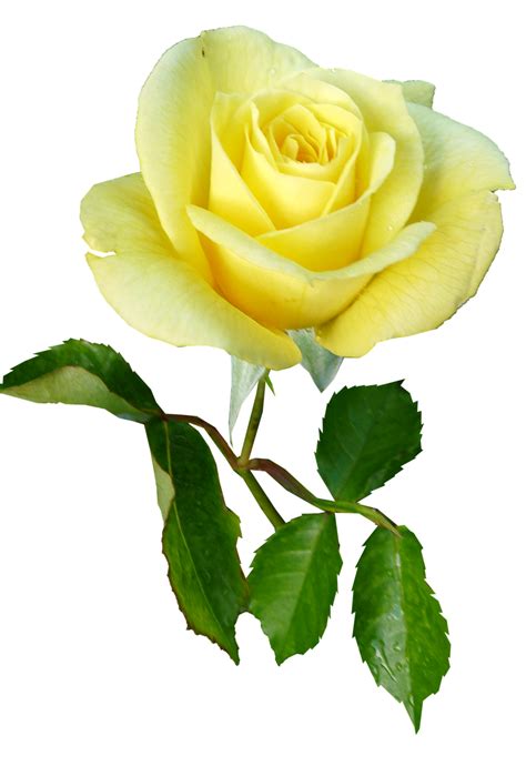 Roseyellowsingle Stemflowerfree Pictures Free Image From