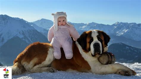 More of the world's best stuntwoman. Top 5 Biggest Dog Breeds In The World ! - YouTube