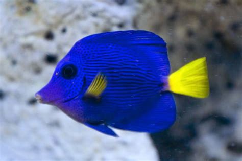Maybe you would like to learn more about one of these? Gambar 13 Ikan Hias Air Laut Terindah Langka Berbagai Gambar Macam di Rebanas - Rebanas