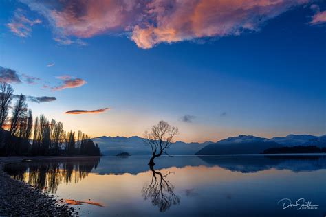 A Tale Of Two Trees The Wanaka Tree Natures Best By Don Smith