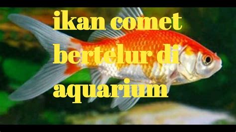 Tentunya terkhusus juga bagi para pecinta ikan itu sendiri. Menghasilkan!!! Budidaya ikan comet di aquarium - YouTube