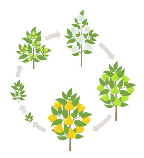 Tree Growth Stages Vector Illustration Ripening Period Progression Tree Life Cycle Animation