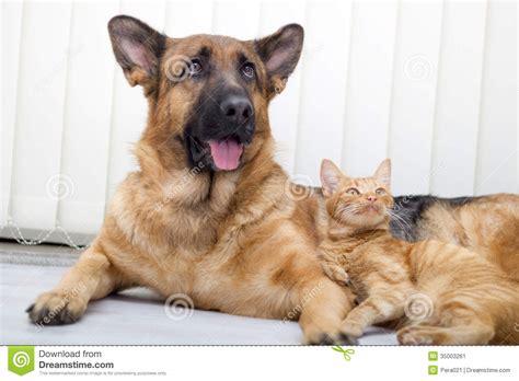 German Shepherd Dog And Cat Together Cat And Dog Together