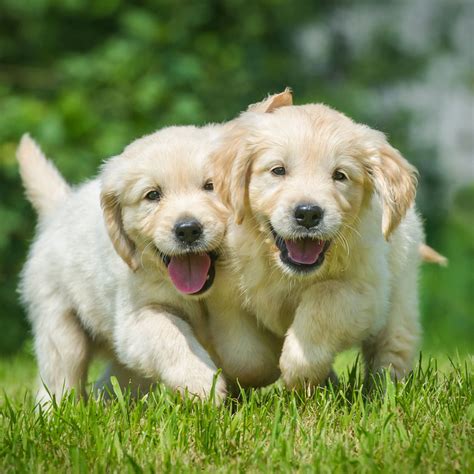 1 Golden Retriever Puppies For Sale In Ohio