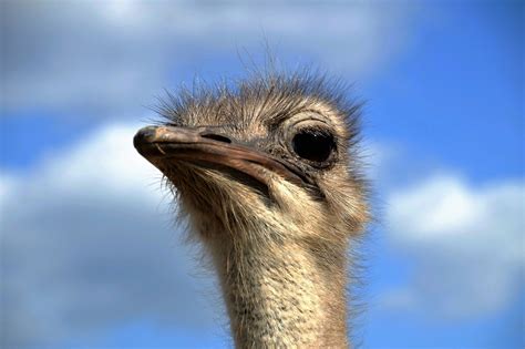 The Ostrichheadgrimaceviewstupid Free Image From