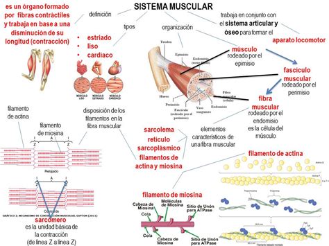 Blog Fisiología Uas Sistema Muscular